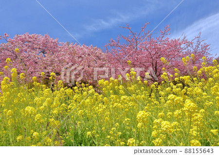 Matsuda Soryo, Matsuda-cho, Ashigarakami-gun, Kanagawa Prefecture Naitoen Aguri Park Sagayamaen's early blooming Kawazu cherry blossoms and rape field Matsuda Soryo, Matsuda-cho, Ashigarakami-gun, Kanagawa Prefecture Naitoen Aguri Park Sagayamaen's early blooming Kawazu cherry blossoms and rape field 88155643