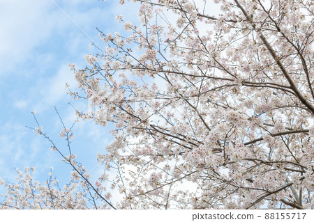 鹿兒島縣霧島市城山公園的櫻花 88155717
