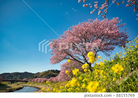 Minami cherry blossoms, rape blossoms and blue sky Minami cherry blossoms, rape blossoms and blue sky 88155769