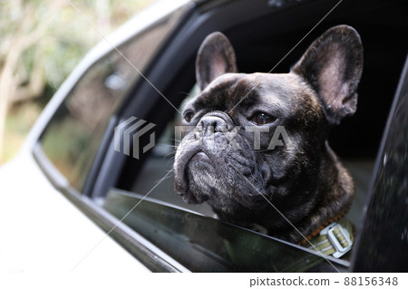 一起開車。法國鬥牛犬與家人外出 一起開車。法國鬥牛犬與家人外出 88156348