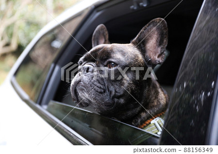 一起開車。法國鬥牛犬與家人外出 88156349