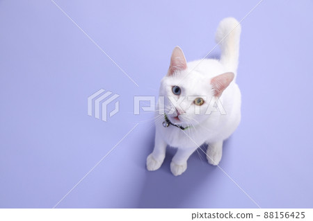 Cute Young Cat Cute Young Cat 88156425