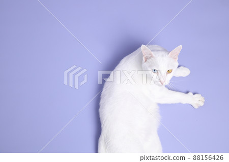 Cute Young Cat Cute Young Cat 88156426