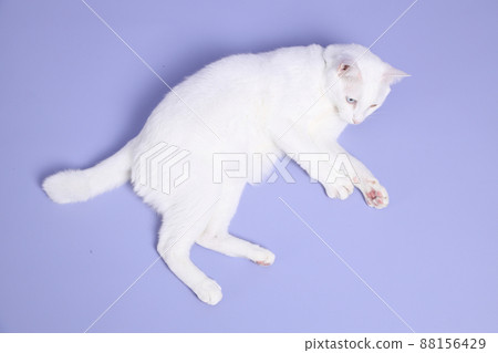 Cute Young Cat Cute Young Cat 88156429