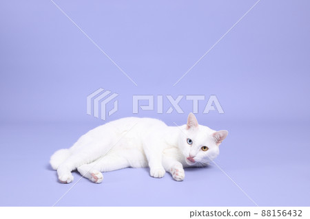 Cute Young Cat Cute Young Cat 88156432