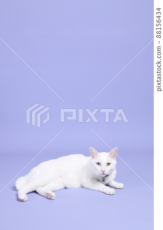 Cute Young Cat Cute Young Cat 88156434