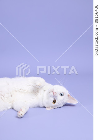 Cute Young Cat Cute Young Cat 88156436