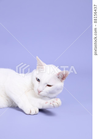 Cute Young Cat Cute Young Cat 88156437