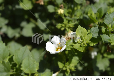 Ornamental bacopa Ornamental bacopa 88156763