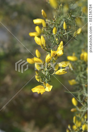 Common gorse 88156784