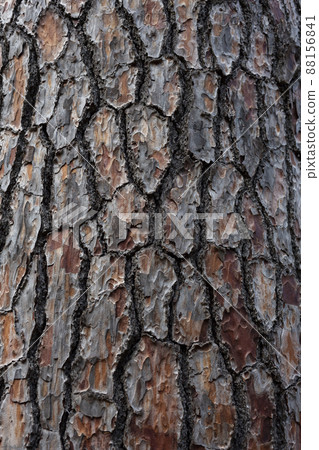 Bark pattern is seamless texture from tree. For background wood work, Bark of brown hardwood Bark pattern is seamless texture from tree. For background wood work, Bark of brown hardwood 88156841