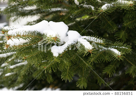 Branches of spruce or pine covered with snow. Winter background. New Year's natural background. Christmas background. 88156851