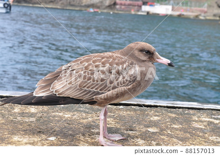Black-tailed gulls at the dock on Dongdo, Dokdo Black-tailed gulls at the dock on Dongdo, Dokdo 88157013