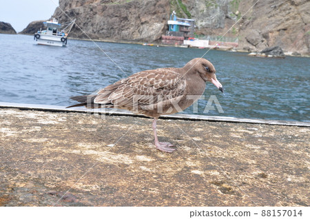 Black-tailed gulls at the dock on Dongdo, Dokdo 88157014