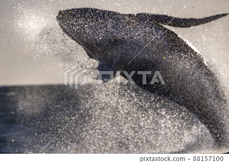 humpback whale breaching in cabo san lucas mexico artistic image humpback whale breaching in cabo san lucas mexico artistic image 88157100