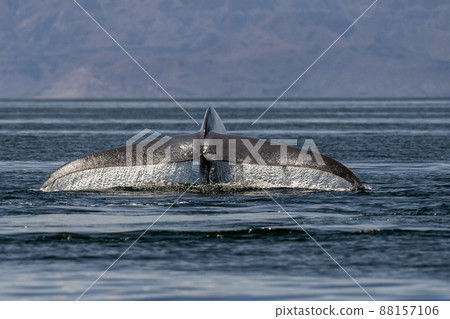 blue whale in loreto baja california sur mexico endangered biggest animal in the world blue whale in loreto baja california sur mexico endangered biggest animal in the world 88157106
