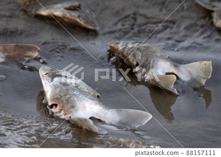 many dead shark heads on the beach after finning many dead shark heads on the beach after finning 88157111