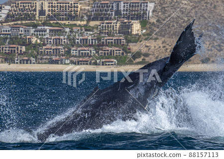 humpback whale slapping tail in cabo san lucas mexico humpback whale slapping tail in cabo san lucas mexico 88157113
