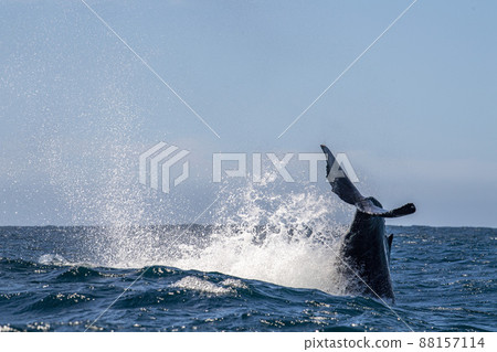 humpback whale slapping tail in cabo san lucas mexico humpback whale slapping tail in cabo san lucas mexico 88157114