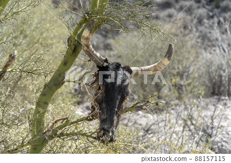 dead cow skull hanging on cactus dead cow skull hanging on cactus 88157115