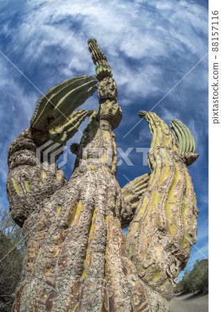 big california cactus view from bottom to up sky 88157116