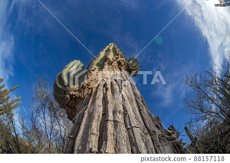 big california cactus view from bottom to up sky 88157118