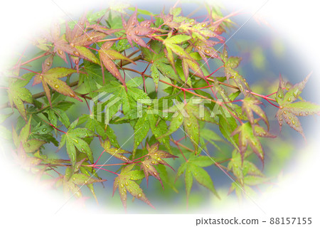 Maple drop ellipse blur Maple drop ellipse blur 88157155