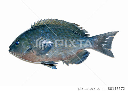 Black porgy, white background 88157572
