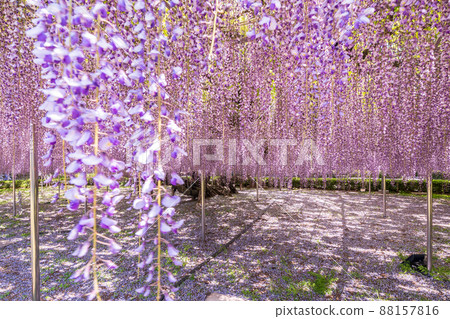 "Saitama Prefecture" Saitama City, Aobaen Fuji 88157816