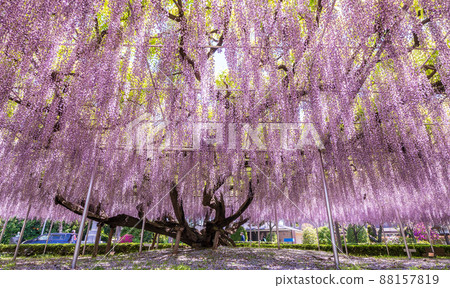 "Saitama Prefecture" Saitama City, Aobaen Fuji 88157819