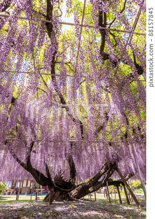 "Saitama Prefecture" Saitama City, Aobaen Fuji 88157845