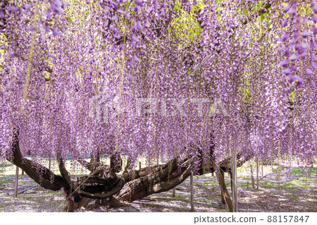 "Saitama Prefecture" Saitama City, Aobaen Fuji 88157847