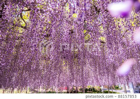 "Saitama Prefecture" Saitama City, Aobaen Fuji 88157853
