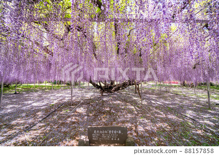 “埼玉縣”埼玉市青葉園富士 88157858