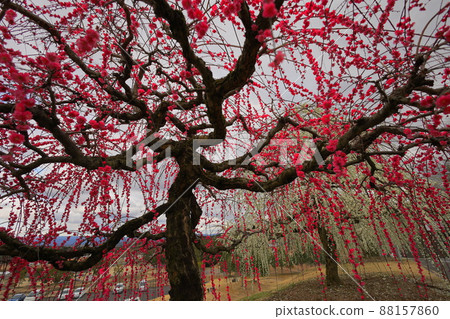 月瀨白林 88157860