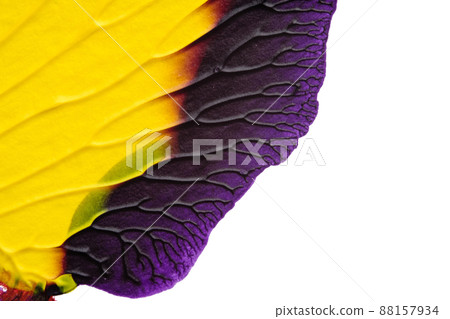 blue purple red yellow abstract acrylic painting color texture on white paper background by using rorschach inkblot method blue purple red yellow abstract acrylic painting color texture on white paper background by using rorschach inkblot method 88157934