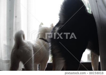 Shiba Inu 的屁股向外看 88158018