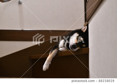 Shiba Inu sleeping on the stairs 88158019