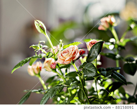 miniature rose bush in a flowerpot in the sunlight miniature rose bush in a flowerpot in the sunlight 88158091