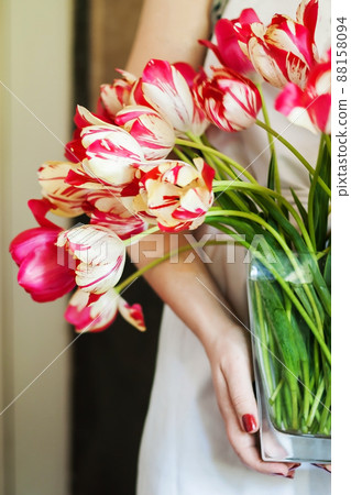 woman holds a vase with a large bouquet of fresh pink tulips woman holds a vase with a large bouquet of fresh pink tulips 88158094