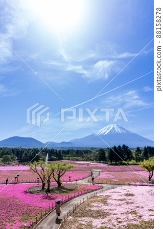 “山梨縣”富士山的美麗風景和草坪櫻花 88158278
