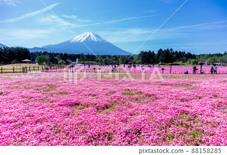 "Yamanashi Prefecture" Beautiful scenery of Mt. Fuji and turf cherry blossoms "Yamanashi Prefecture" Beautiful scenery of Mt. Fuji and turf cherry blossoms 88158285