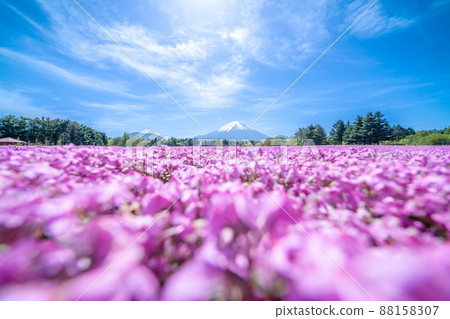 “山梨縣”富士山的美麗風景和草坪櫻花 88158307