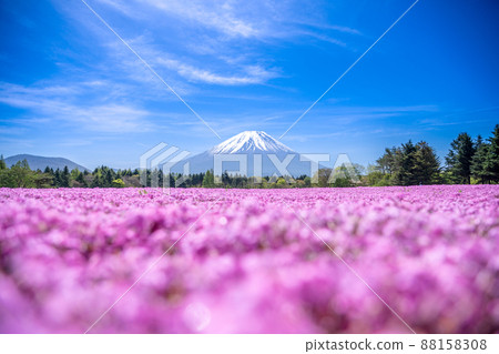 “山梨縣”富士山的美麗風景和草坪櫻花 88158308