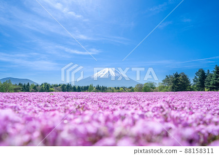 "Yamanashi Prefecture" Beautiful scenery of Mt. Fuji and turf cherry blossoms 88158311