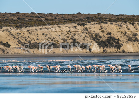 Flamingos flock, Patagonia, Argentina 88158659