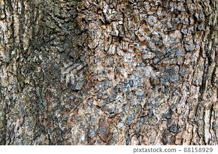 Large ginkgo tree and its bark Large ginkgo tree and its bark 88158929