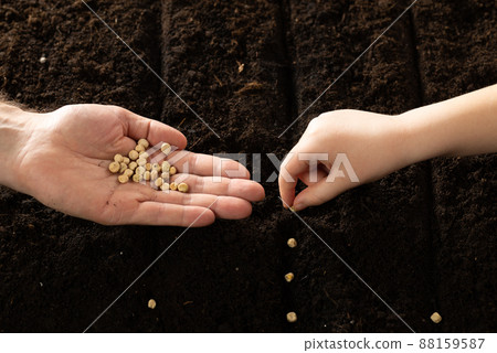 The farmer holds the seeds in his palms against the backdrop of fertile soil. The child plants seeds. Growing vegetable seeds on seed soil in gardening metaphor, agriculture concept. 88159587