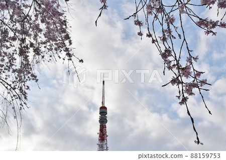 Branded cherry tree and Tokyo Tower Branded cherry tree and Tokyo Tower 88159753