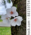 Three cherry blossom petals growing in the middle of the tree 88159754
